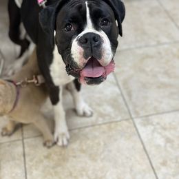 Daisy - Boxer