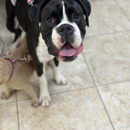 Daisy - Boxer