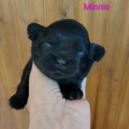 Minnie - Black female Shih Tzu puppy in Palmyra, New York from Karen's Tzus of Palmyra-Macedon
