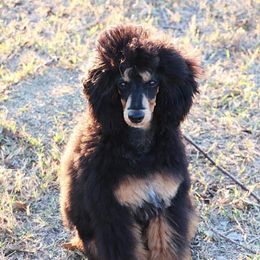 Lincoln - Poodle