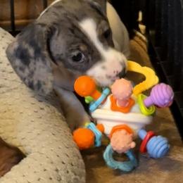 Dachshund Puppies from Cains River Valley Dachshunds