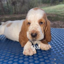 Girl 2 - Red and white female Basset Hound puppy in Conway, Missouri from Ozark Mountain Kennel