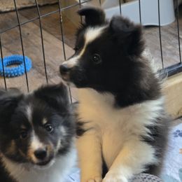 Lilly - Black and white female Shetland Sheepdog puppy in Zephyrhills, Florida from Highland Shelties & Aussies
