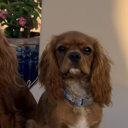 Cavalier King Charles Spaniels from Coastal Cavaliers