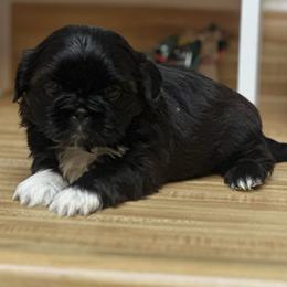 Zacky - Blue and white male Shih Tzu puppy in Citrus Heights, California from The Lion dog Shih Tzu