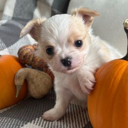 Runner - Cream and white male Chihuahua puppy in Altoona, Alabama from Shady Grove Chihuahuas