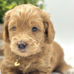 Boy 2 - Red  Goldendoodle puppy in Draper, Utah from Draper Doodles