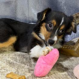 Goldie - Black tri female Miniature American Shepherd puppy in Clinton, Missouri from Mockingbirds American Minis
