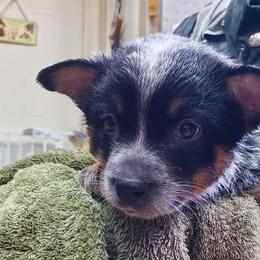 Full mask f2 - Blue speckled female Australian Cattle Dog puppy in Lenoir, North Carolina from Blue Coyote Ranch