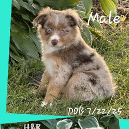 Pup 1 - Red merle male Toy Australian Shepherd puppy in Luzerne, Iowa from Rouse's Aussies