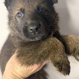 Comet (white collar) - Sable male German Shepherd puppy in Canterbury, Connecticut from Nachtwaechter German Shepherds, LLC