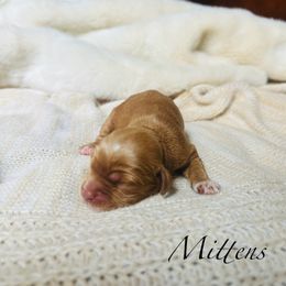 Mittens - Red and white female Cockapoo puppy in Alexandria, Alabama from Bright and Beautiful Cockapoos and Doodles