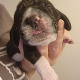 Bob - Black and white male Basset Hound puppy in Surprise, Arizona from Howlin Hounds