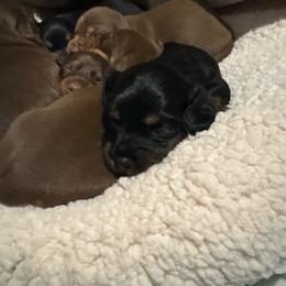 Boy 4 - Black and tan male Dachshund puppy in Flint, Michigan from Matthews Dachshunds