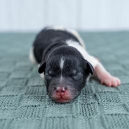 Cider - Tri-color male Bernedoodle puppy in Erda, Utah from Country Lane Doodles