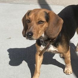 Beagles from Happy Beagles Pups