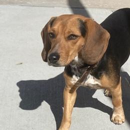 Beagles from Happy Beagles Pups