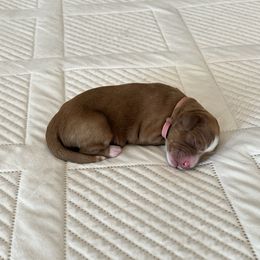 Espresso (dusty Rose) female - Red  female Goldendoodle puppy in Apopka, Florida from The Classic Doodle