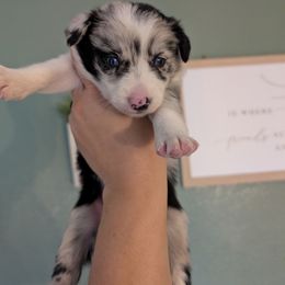 Cloudy - Blue merle female Border Collie puppy in Grapeview, Washington from Athena’s Collies