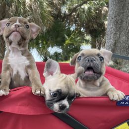 French Bulldogs from VP Kennels