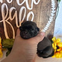 Blue collar - Silver male Pug puppy in Tucson, Arizona from Furever Friends