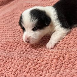 PJ4 Girl - White and black Pembroke Welsh Corgi puppy in Dickinson, Texas from Gulf Coast Corgis
