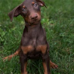 Doberman Pinscher Puppies from Warsong Dobermann