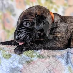 Molosser (Bully x) Puppies from Riot River Mastiffs