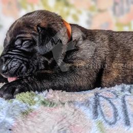 Molosser (Bully x) Puppies from Riot River Mastiffs