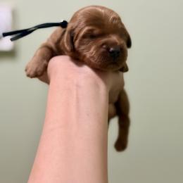 Black collar boy - Red  male Goldendoodle puppy in Dupont, Washington from Willow Tree Doodles