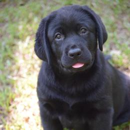 Black female u - Black female Labrador Retriever puppy in Edgefield, South Carolina from Backwoods Pond Labradors LLC