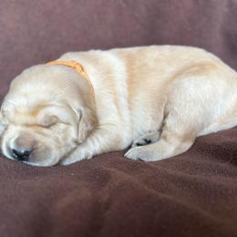 Orange Boy - Light golden male Golden Retriever puppy in Scio, Oregon from Stackhouse Family Farm