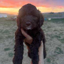 Hash Brown - Brown male Springerdoodle puppy in Clifton, Idaho from Little Mountain Springers, Springerdoodles & Poodles