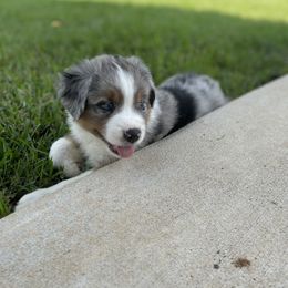 Miniature Australian Shepherd Puppies from Tin Rag Australian Shepherds