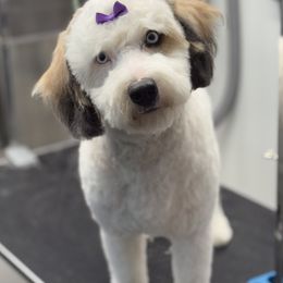 Sadie - Aussiedoodle