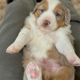 RMM - Name: TBD. - Red merle male Miniature Australian Shepherd puppy in Shingletown, California from Whiskeytown Aussies