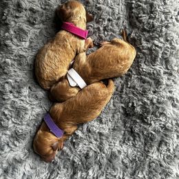 Cavapoo, Havapoo, and Poodle Puppies from West Cobb Dogs