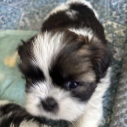 Buddy - Black gold and white male Shih Tzu puppy in Ridgecrest, California from Love4Shihtzu