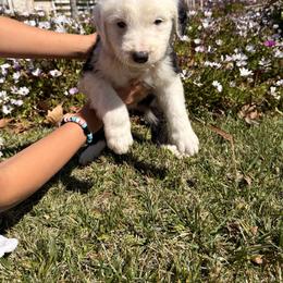 Ben - Black and white male Old English Sheepdog puppy in Acton, California from Fab OES