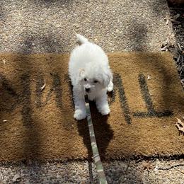 Snowball - White Cavapoo puppy in Dallas /Ft. Worth, Texas from Dallas Designer Dogs