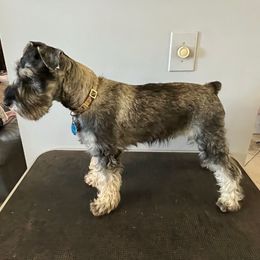 Buddy - Salt and pepper male Miniature Schnauzer puppy in Dawson, Georgia from Faith Farm Miniature Schnauzers