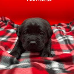 Toothless - Black male Labrador Retriever puppy in Texas from Raley Retrievers