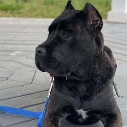 Cane Corso from Stax Cane Corso