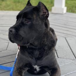 Cane Corso from Stax Cane Corso