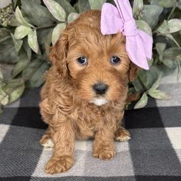 Max - Lavender - Red female Cavapoo puppy in South Jordan, Utah from Simply Sweet Paws. LLC