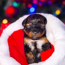 Baby Spice - Phantom female Goldendoodle puppy in Kissimmee, Florida from Poodle Doodle Kennels