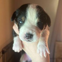 Girl 2 - Black, white and red female Greater Swiss Mountain Dog puppy in Lower Burrell, Pennsylvania from Polyanna’s GSMD