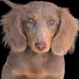 Teddy - Dachshund