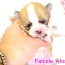 Girl, Violet $6500 - Chihuahua puppy from Eva's Chihuahua
