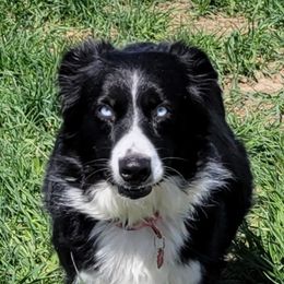 Sasha - Australian Shepherd